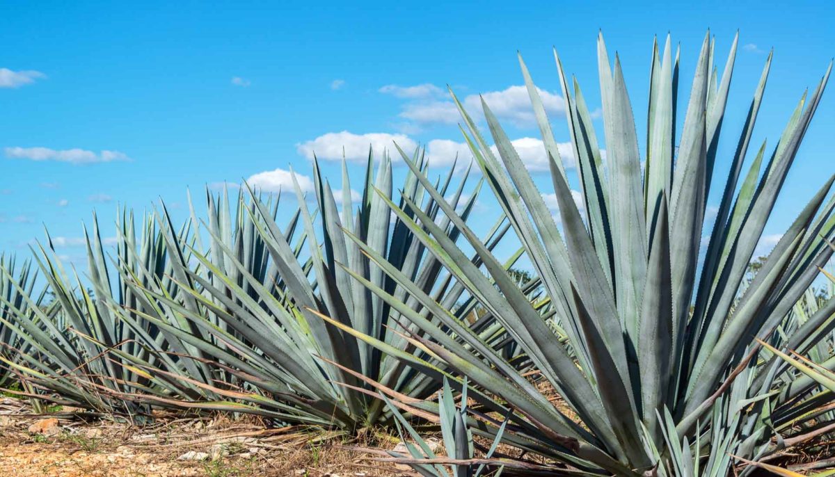 El paisaje agavero de Tequila, Jalisco | mag21