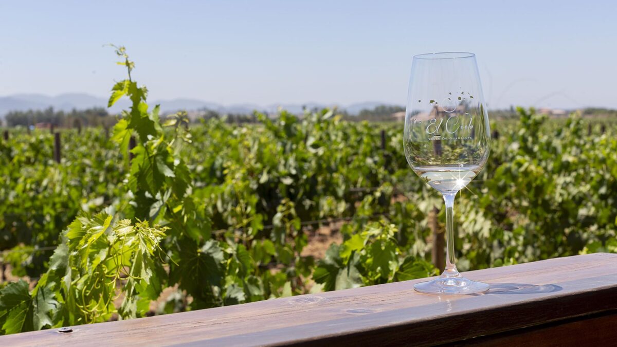 Copa de vino Rona grande - Comprar en Cielo y Tierra